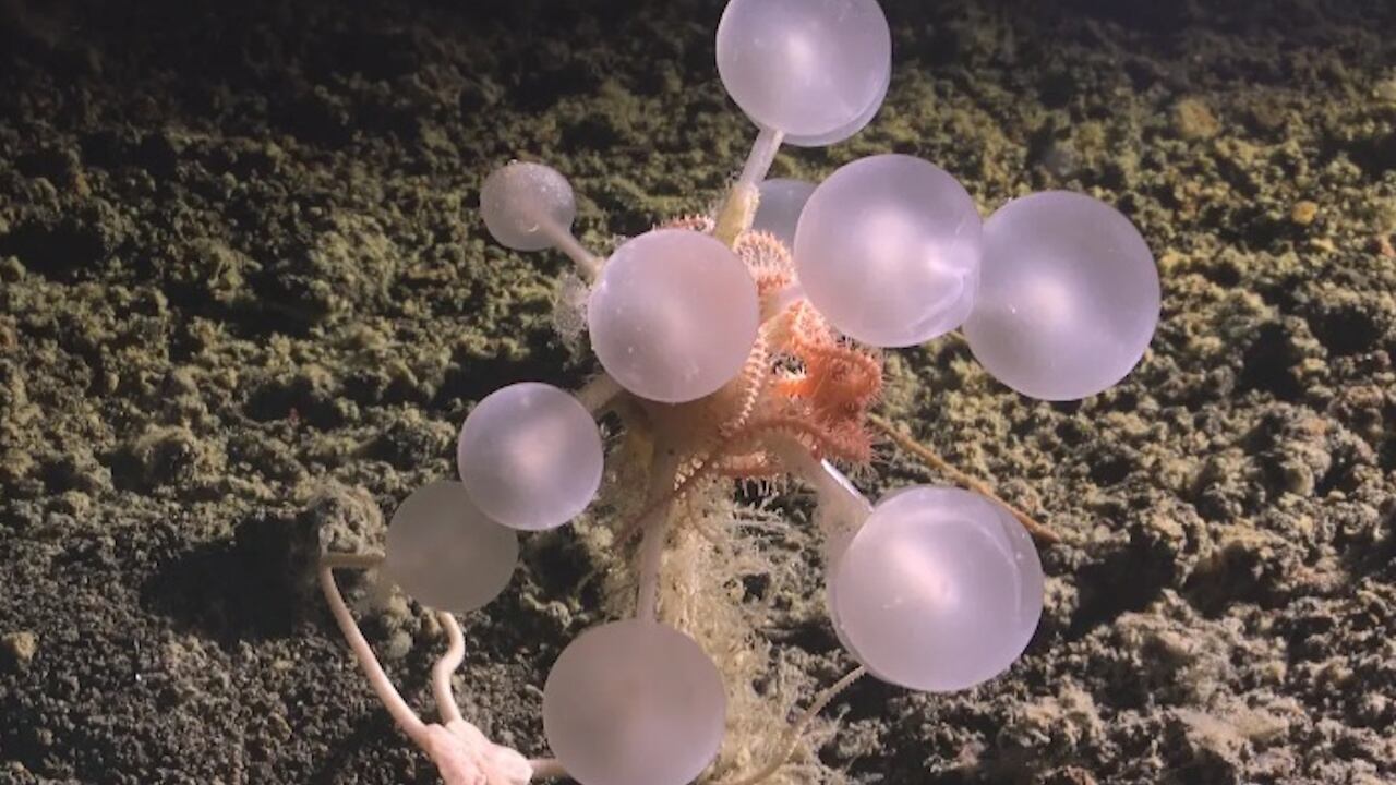 The carnivorous sponge was one of 30 new species discovered in the Southern Ocean.