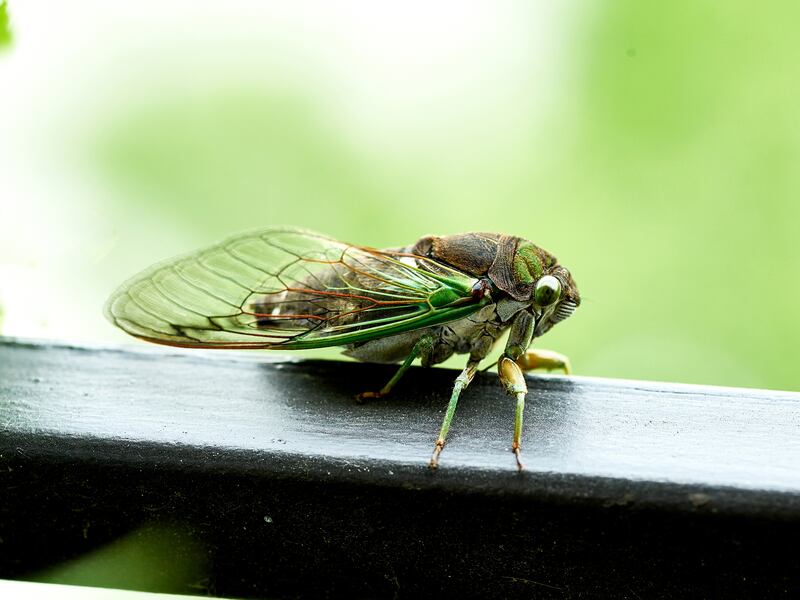 An annual cicada