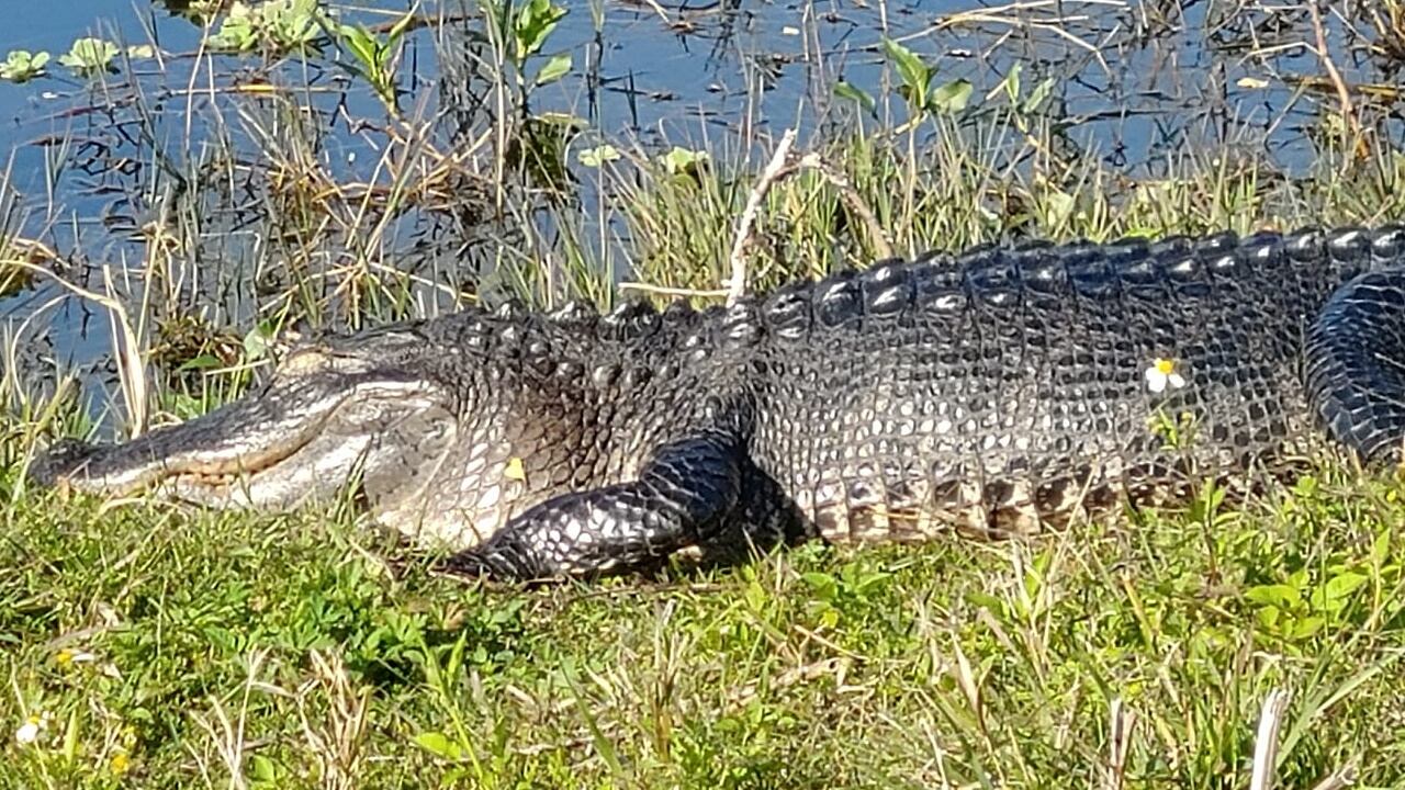 File photo. An alligator decided to take a late-night swim at a Southwest Florida home.