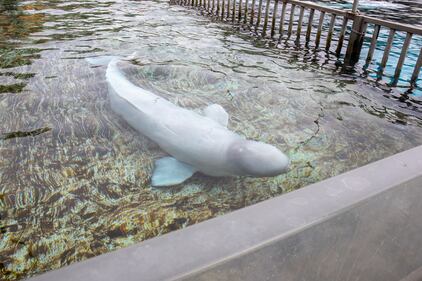 Beluga whale rescue