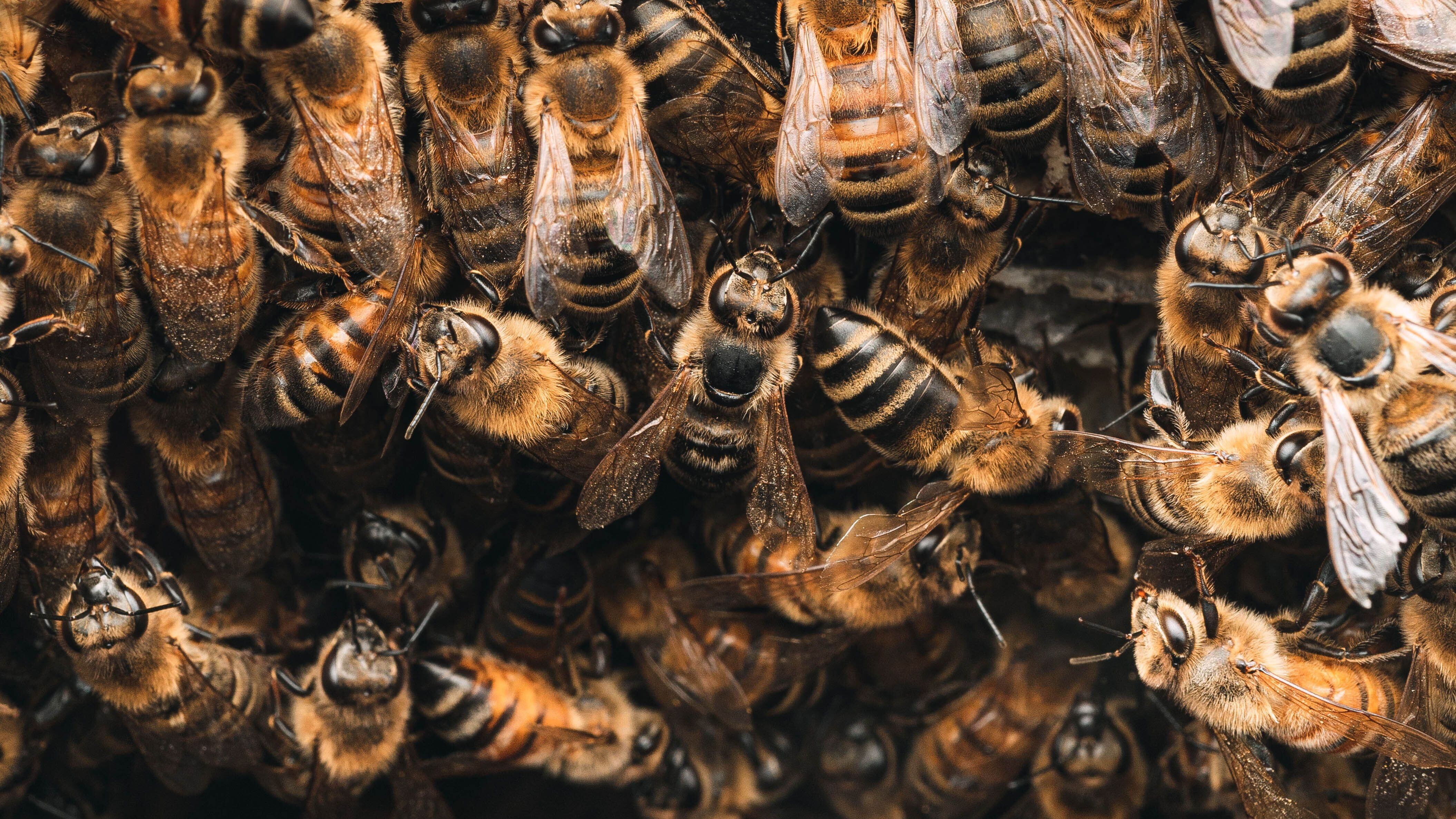 Bees