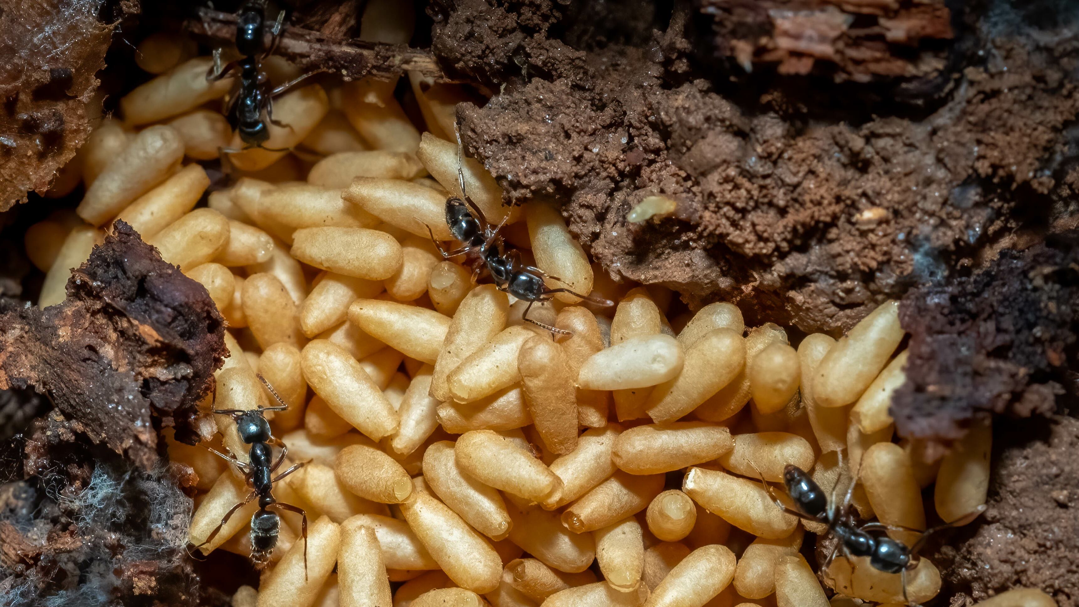 Asian needle ant
