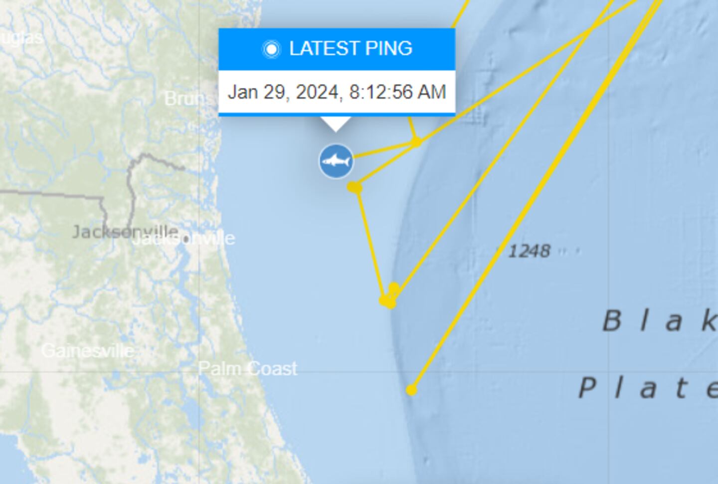 Bob, a large male Great White Shark, pinged his location on Jan. 29 near the Florida/Georgia boarder.